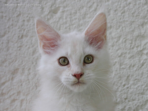 Maine Coon Kitten Kaufen Brubbeys Sunny Maine Coon Zucht