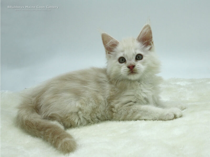 Maine Coon Kitten Kaufen BRubbeys Sunny Maine Coon Zucht