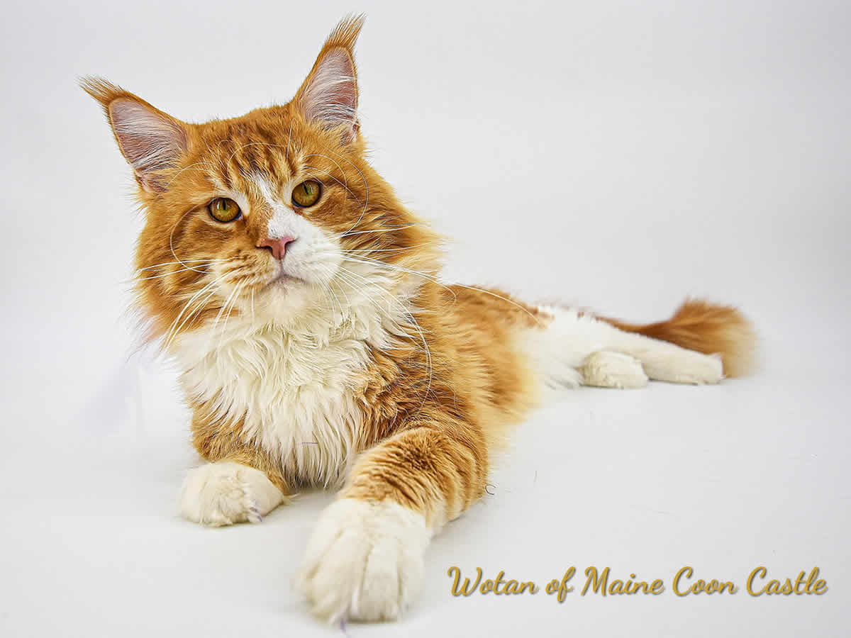 Maine Coon Kater Wotan of Maine Coon Castle