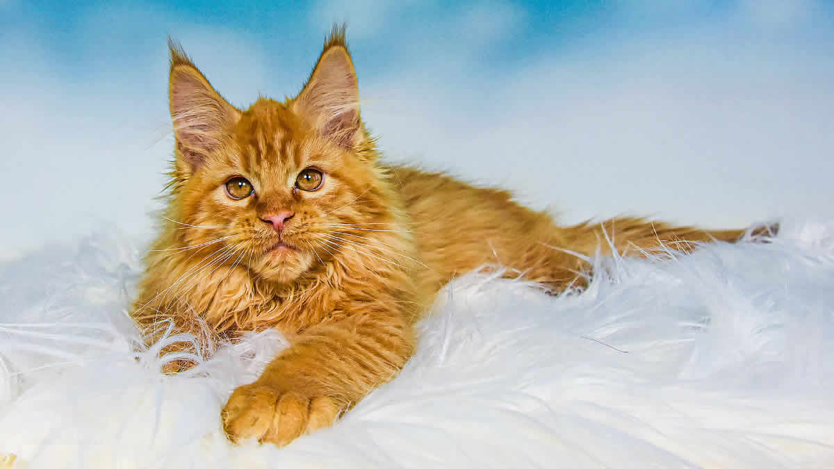 Maine Coon Charakter
