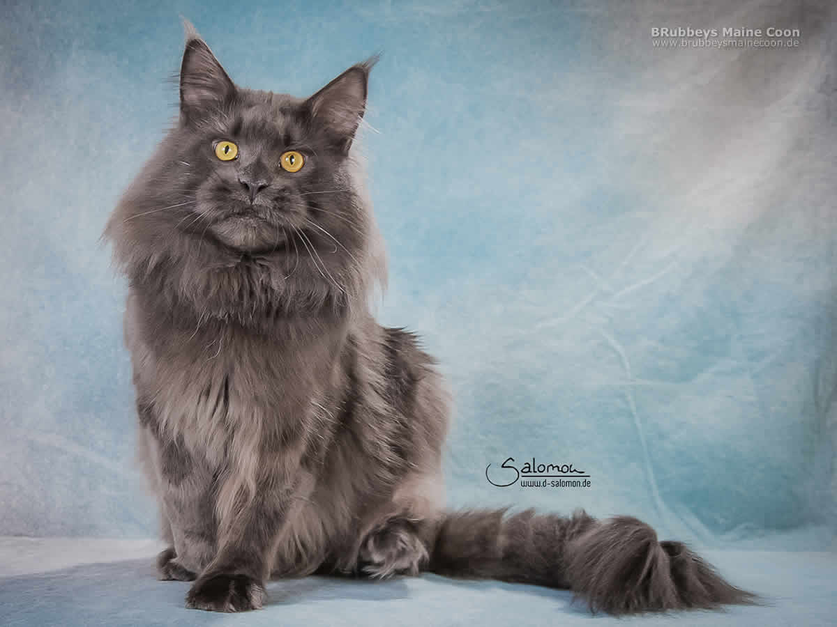 XXL Maine Coon Kater