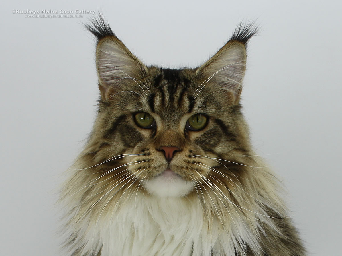 Maine Coon Kater BRubbeys Watson