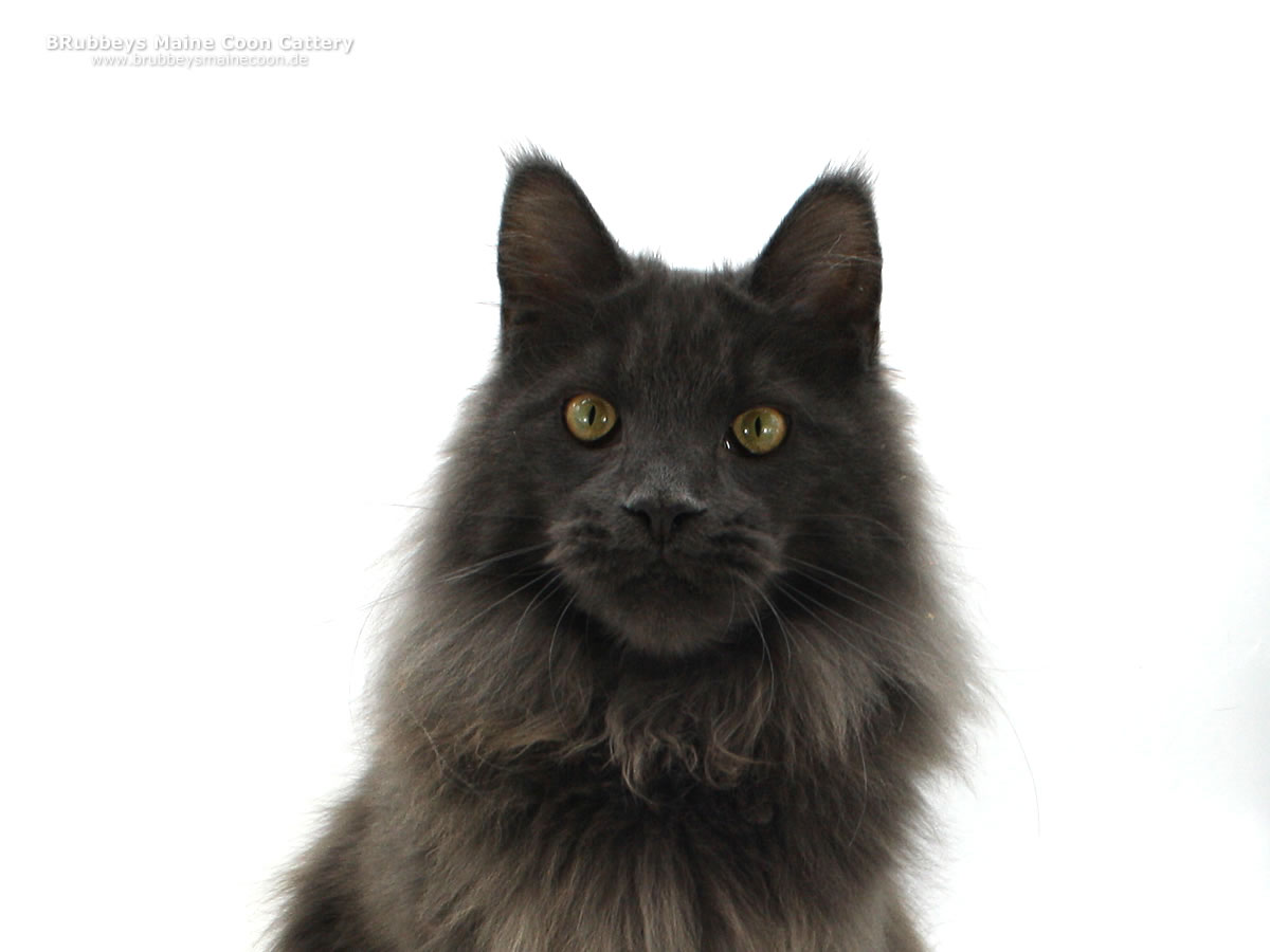 Maine Coon Kater BRubbeys XBoy Blue
