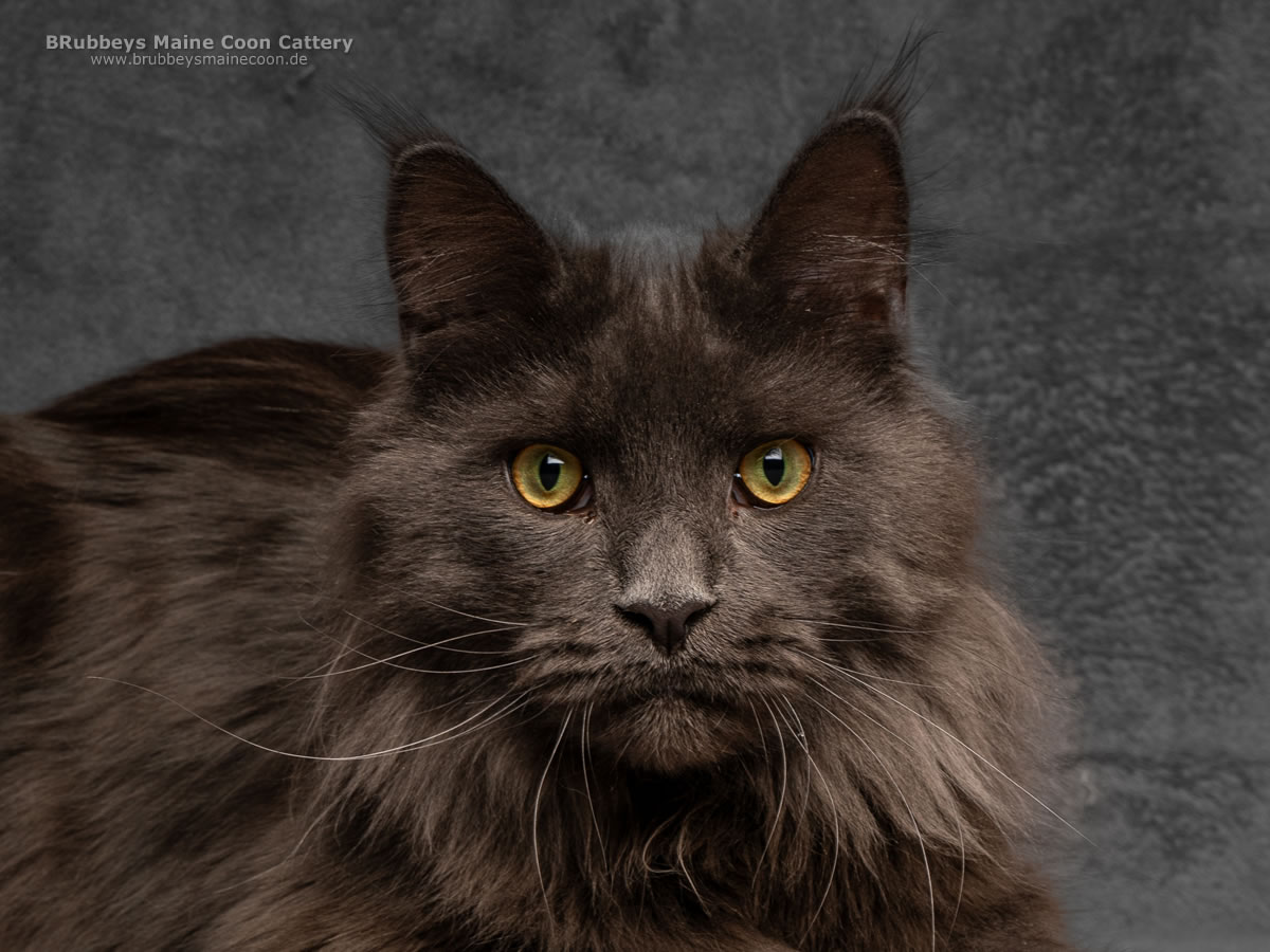Maine Coon Kater BRubbeys XBoy Blue
