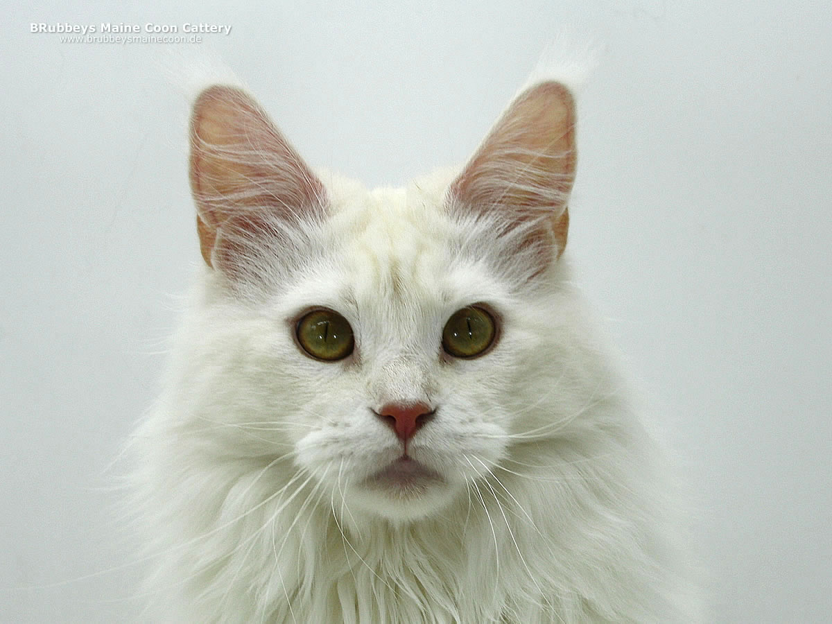 Maine Coon Katze TheBirdcage Anade