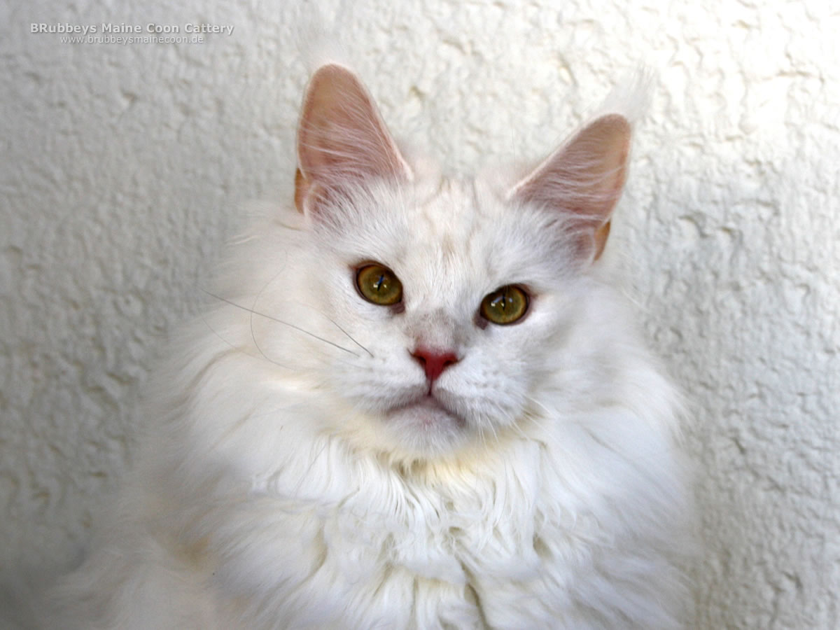 Maine Coon Katze TheBirdcage Anade
