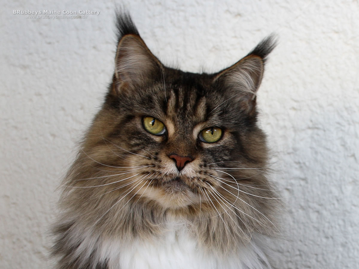 Maine Coon Katze BRubbeys Kassy