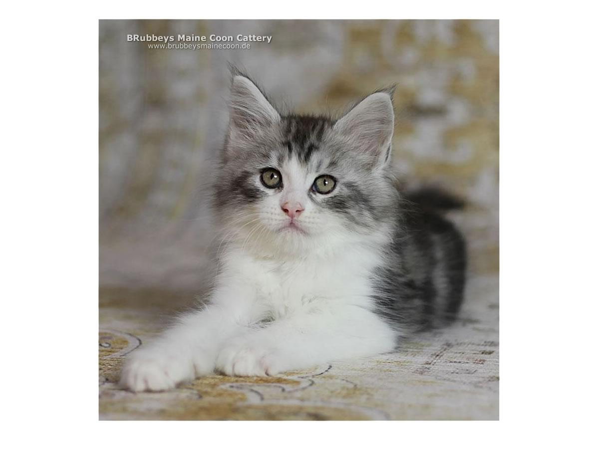 TheBirdcage Merle TheBirdcage Merle