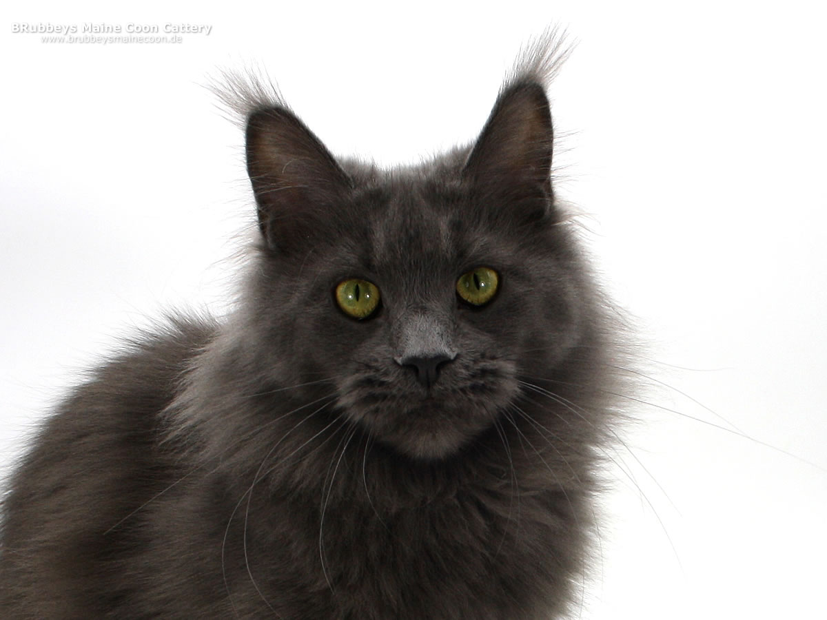 Maine Coon Katze Reja of MCC