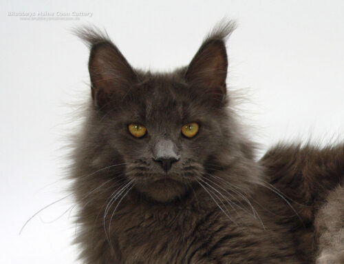 Reja of Maine Coon Castle