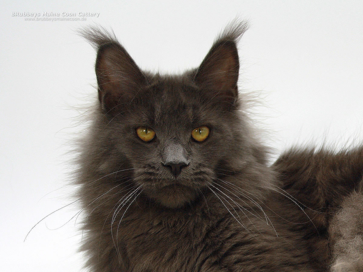 Maine Coon Katze Reja of MCC