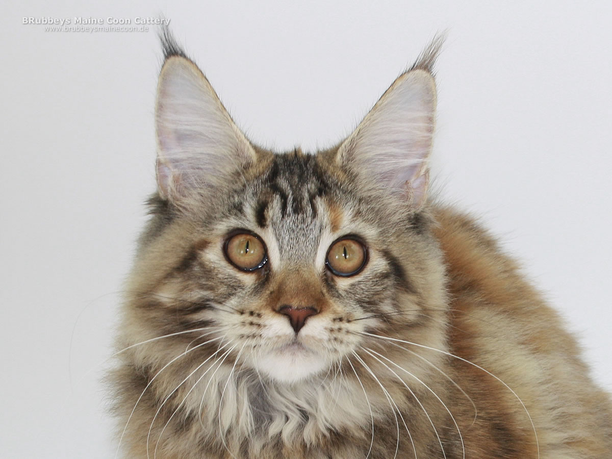 Maine Coon Katze BRubbeys Utopia