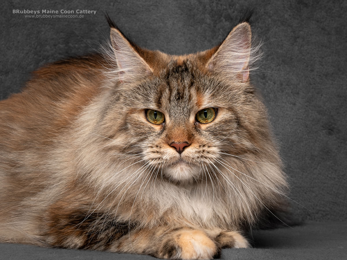 Maine Coon Katze BRubbeys Utopia