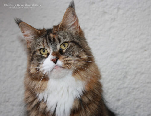 Valeska of Maine Coon Castle