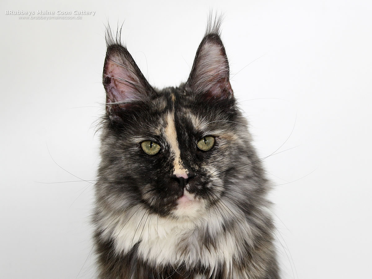 Maine Coon Katze Jechaburger Weides Xia