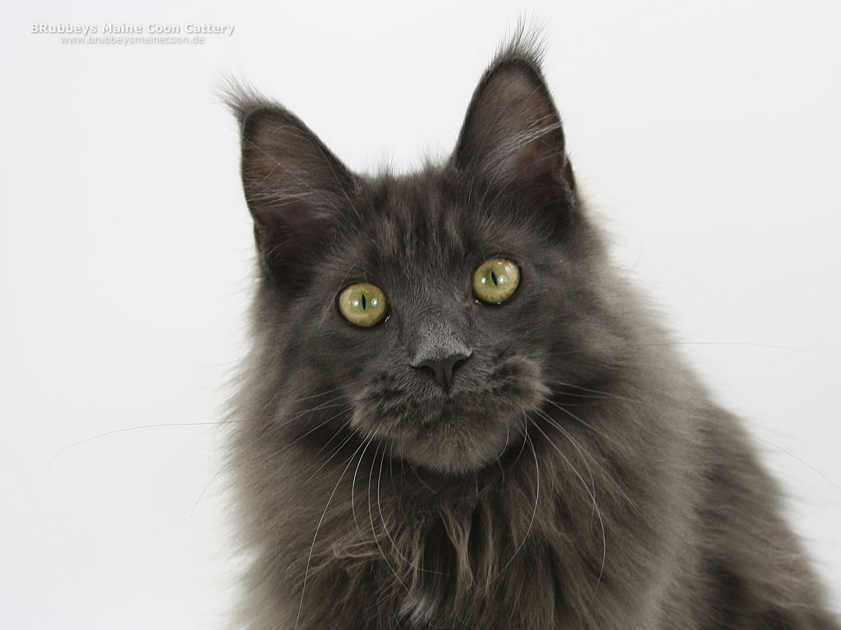 Maine Coon Katze BRubbeys Xplosive