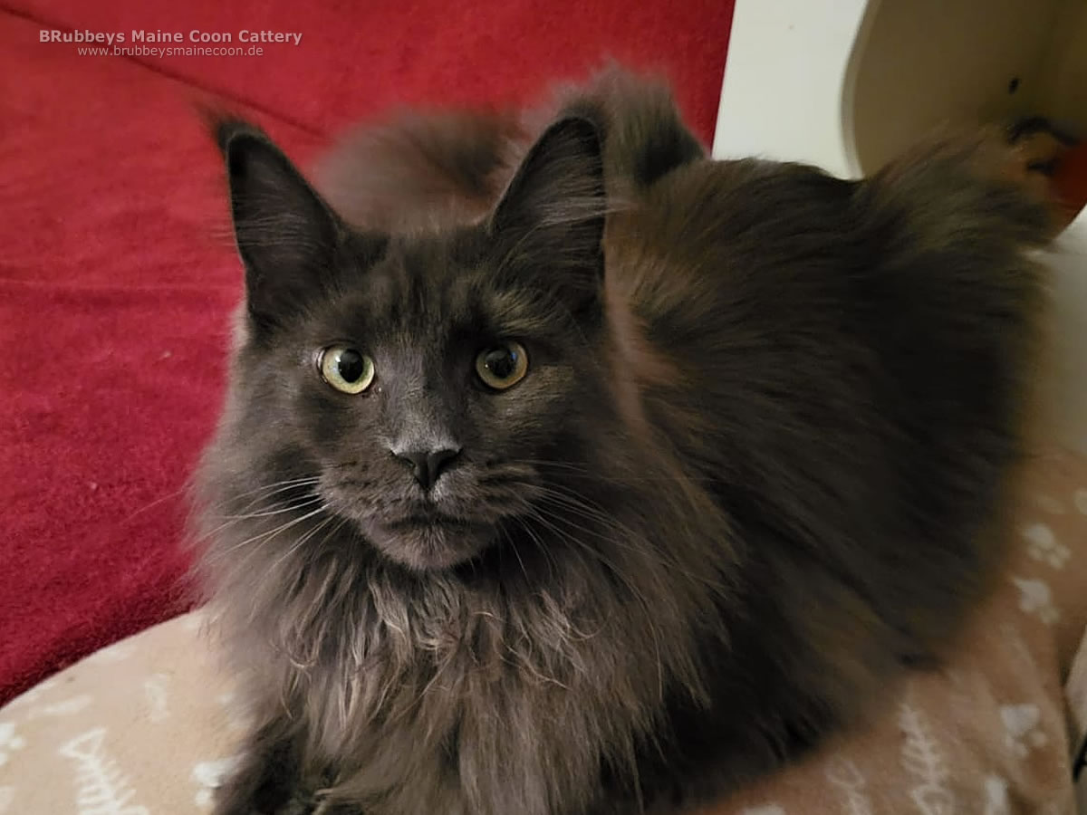 Xplo Auszug Xplo Auszug