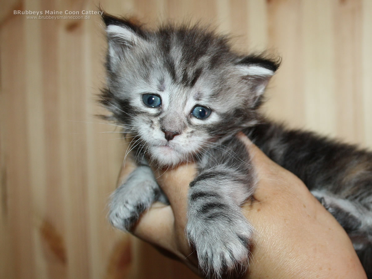 BRubbeys Maine Coon Kitten Abby