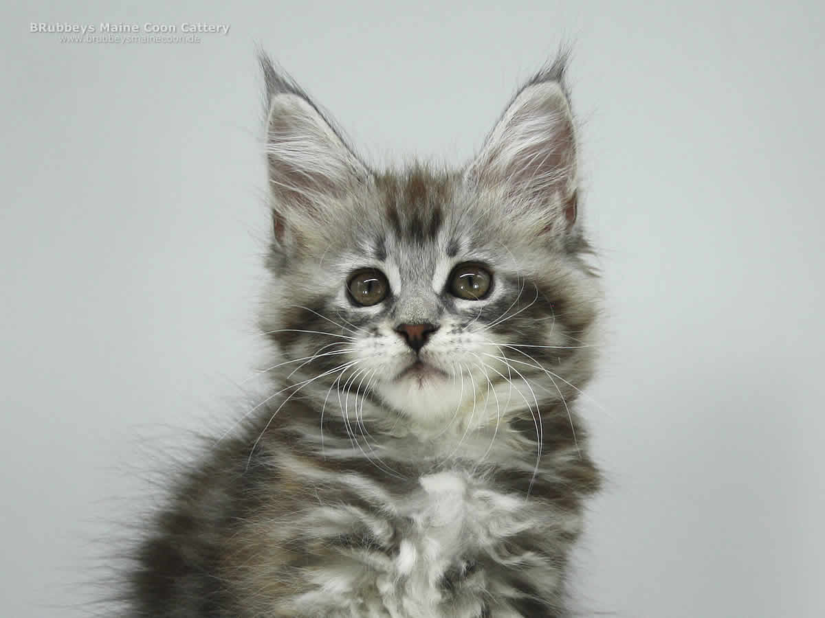 BRubbeys Maine Coon Kitten Abby
