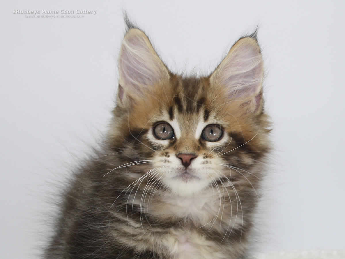 BRubbeys Maine Coon Kitten Albert