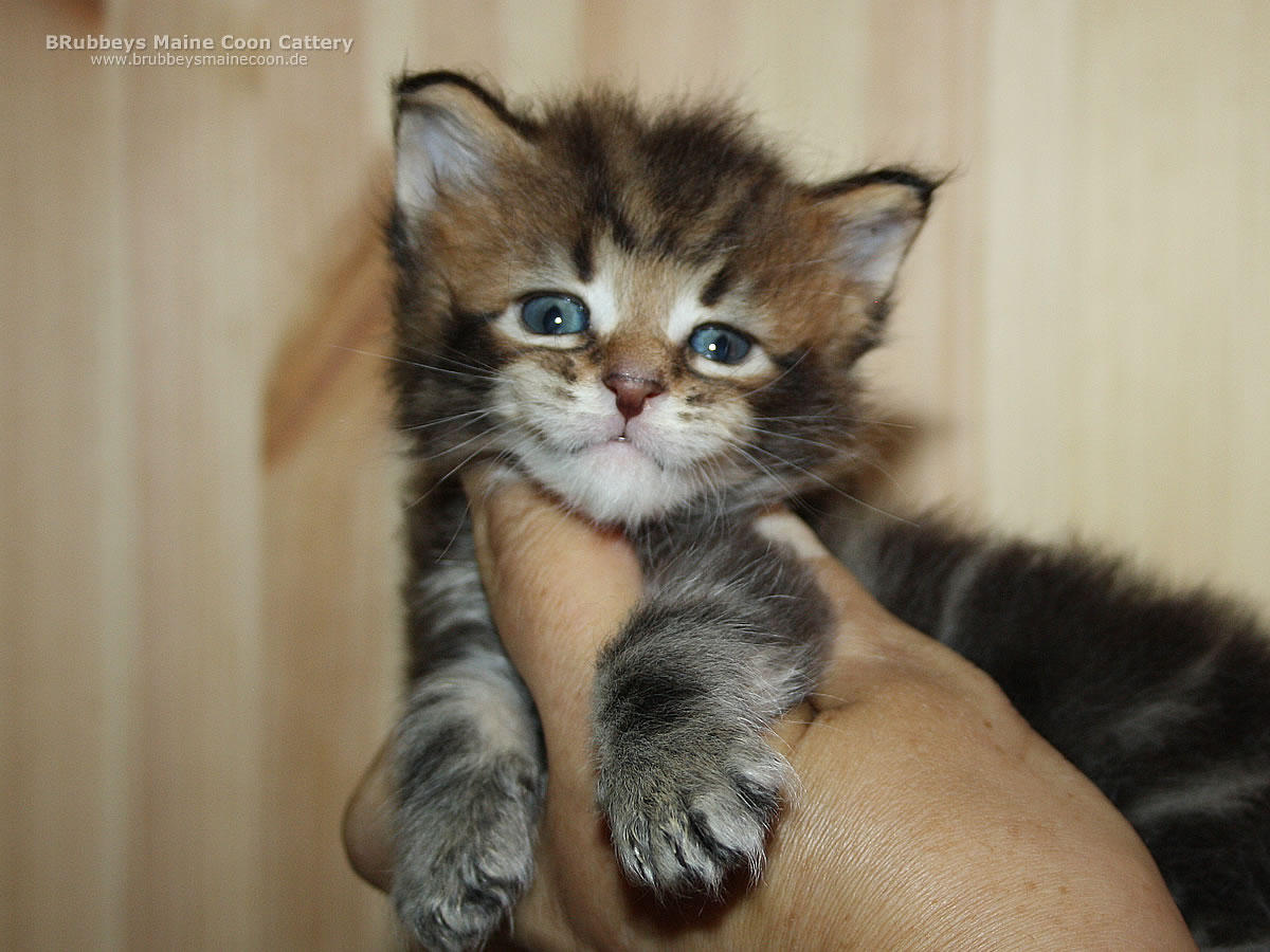 BRubbeys Maine Coon Kitten Amelie
