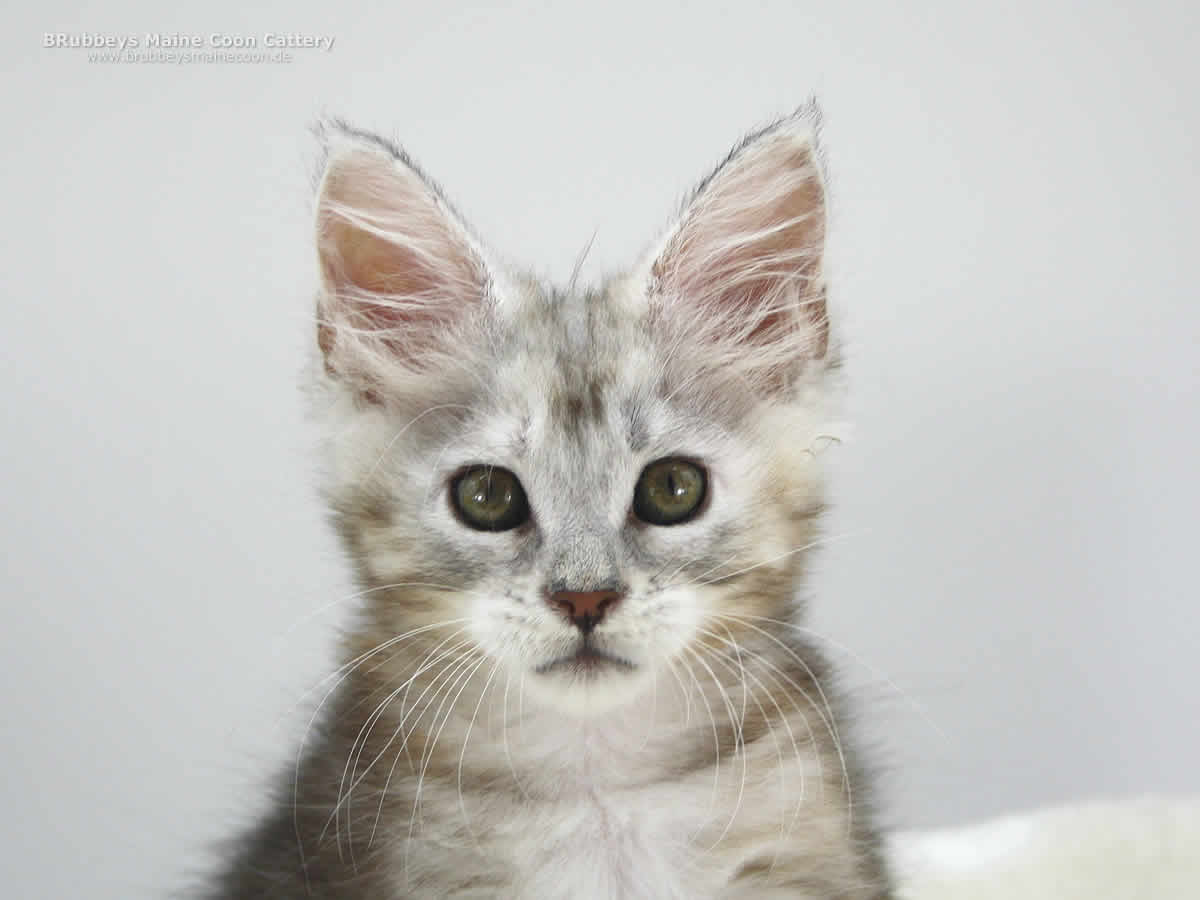 Maine Coon Kitten BRubbeys Amy