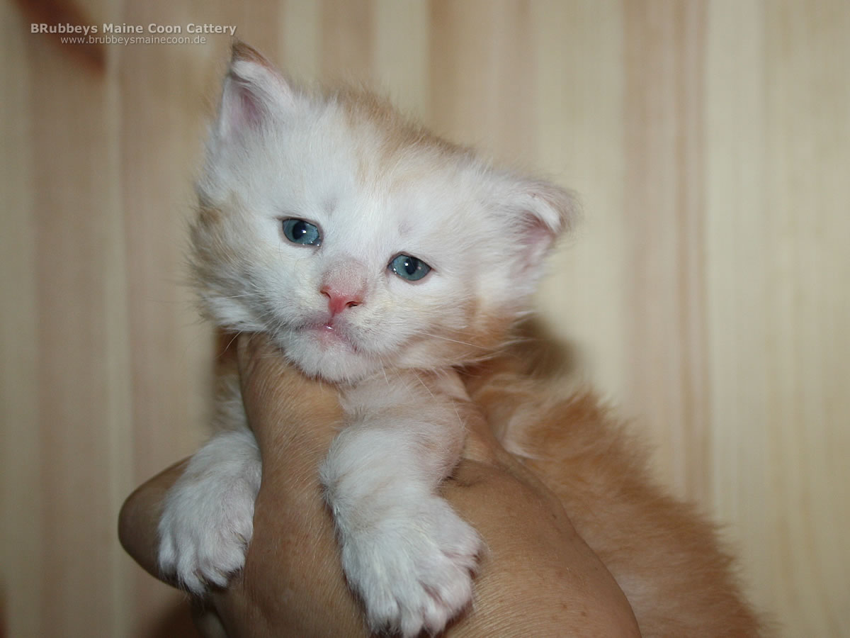 BRubbeys Maine Coon Kater Aris