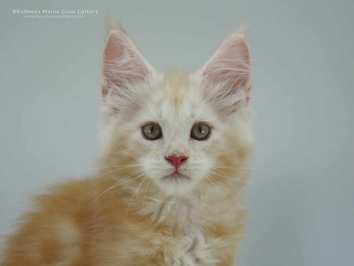 BRubbeys Maine Coon Kater Aris
