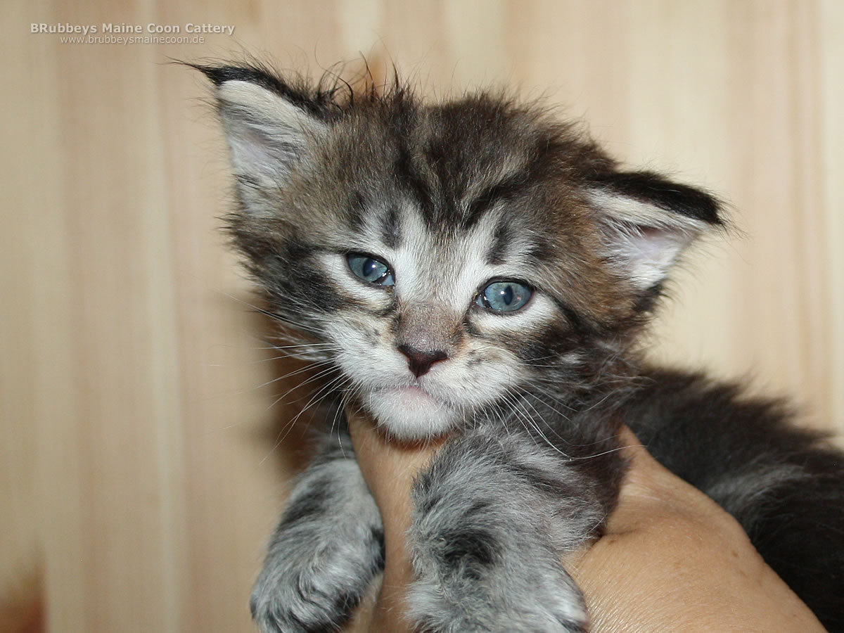 BRubbeys Maine Coon Kater Ash