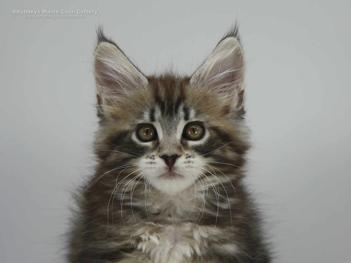 BRubbeys Maine Coon Kater Ash