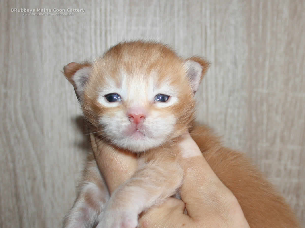 Maine Coon Baby BRubbeys Baccardi
