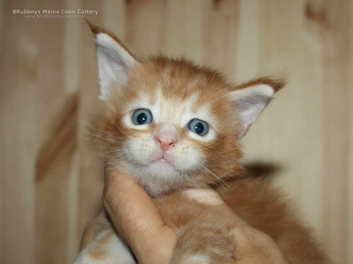 Maine Coon Baby BRubbeys Baccardi