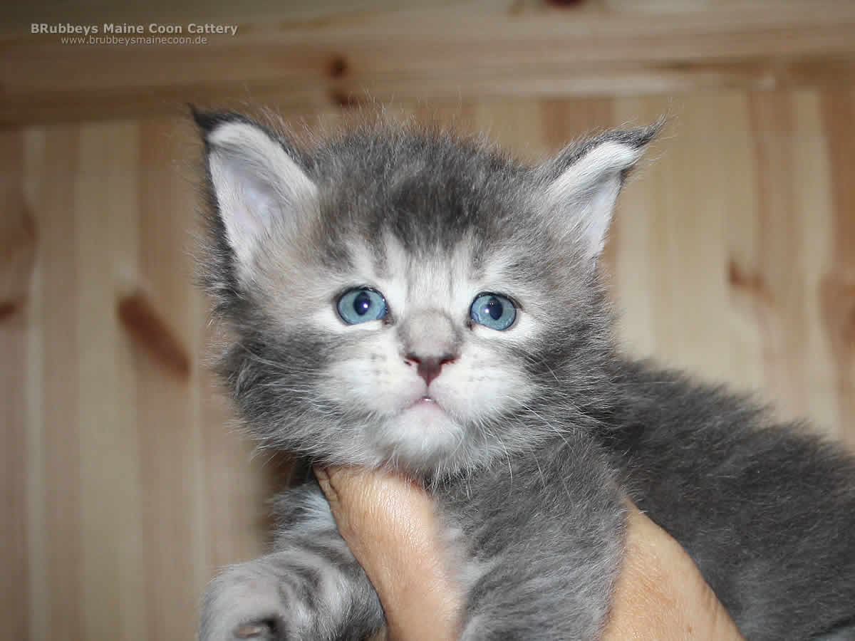 Maine Coon Mädchen BRubbeys Bella
