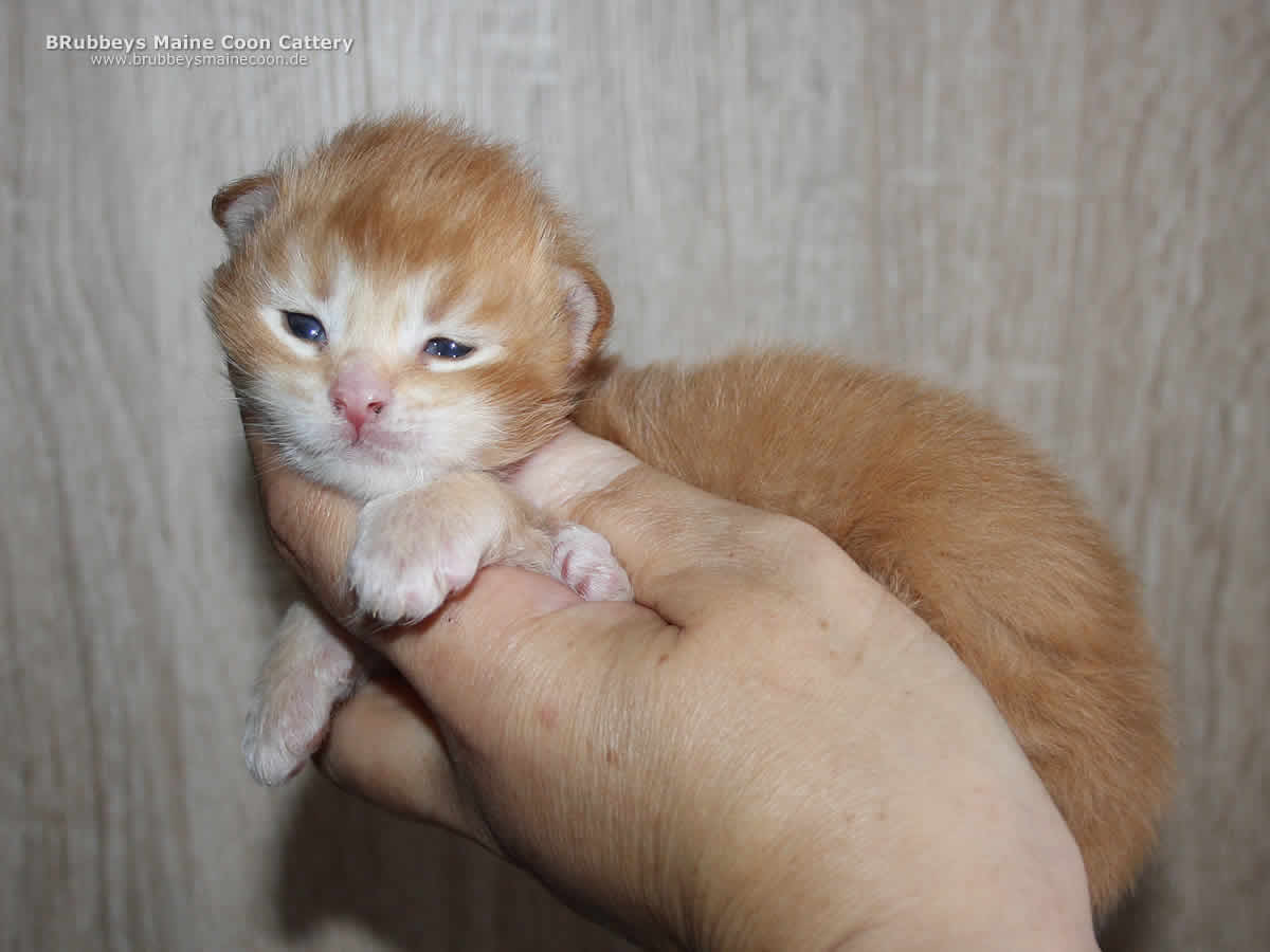 BRubbeys Biscuit Maine Coon Kitten BRubbeys Biscuit