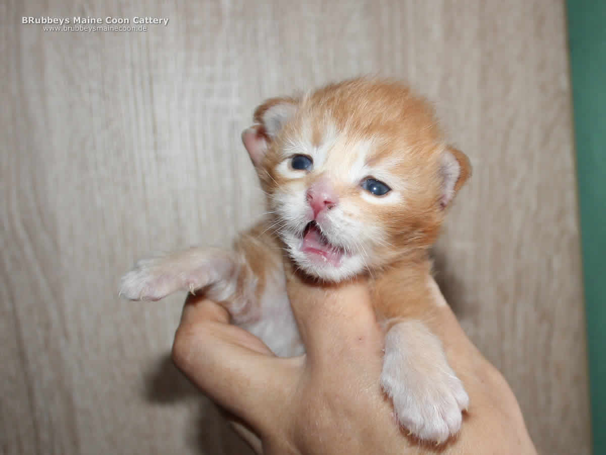 Maine Coon Kitten BRubbeys Biscuit