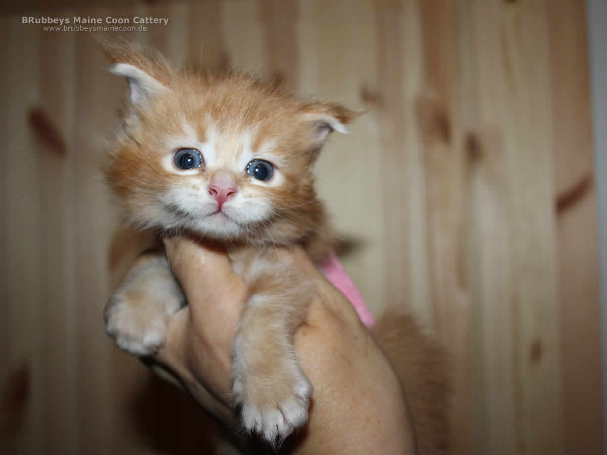 Maine Coon Kitten BRubbeys Biscuit