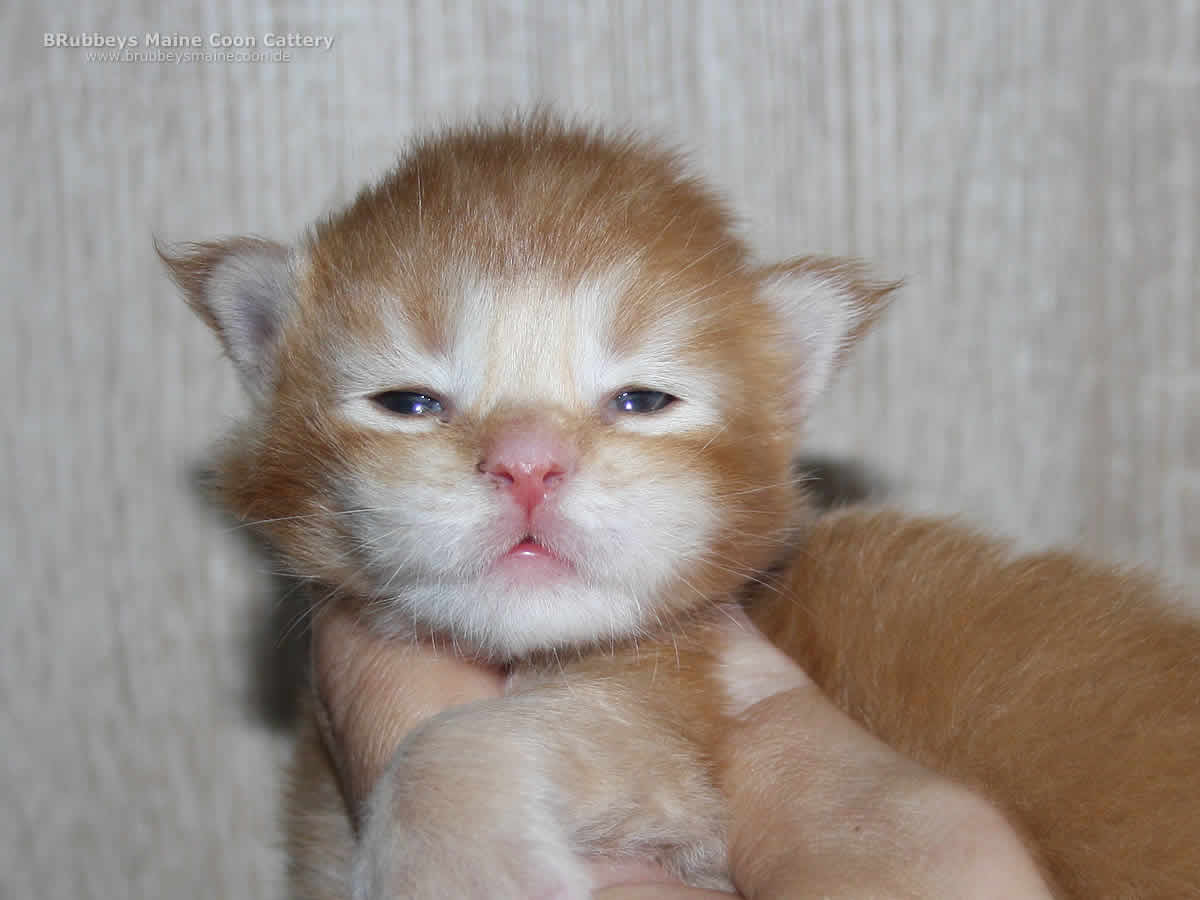 Maine Coon Katerchen BRubbeys Blaze