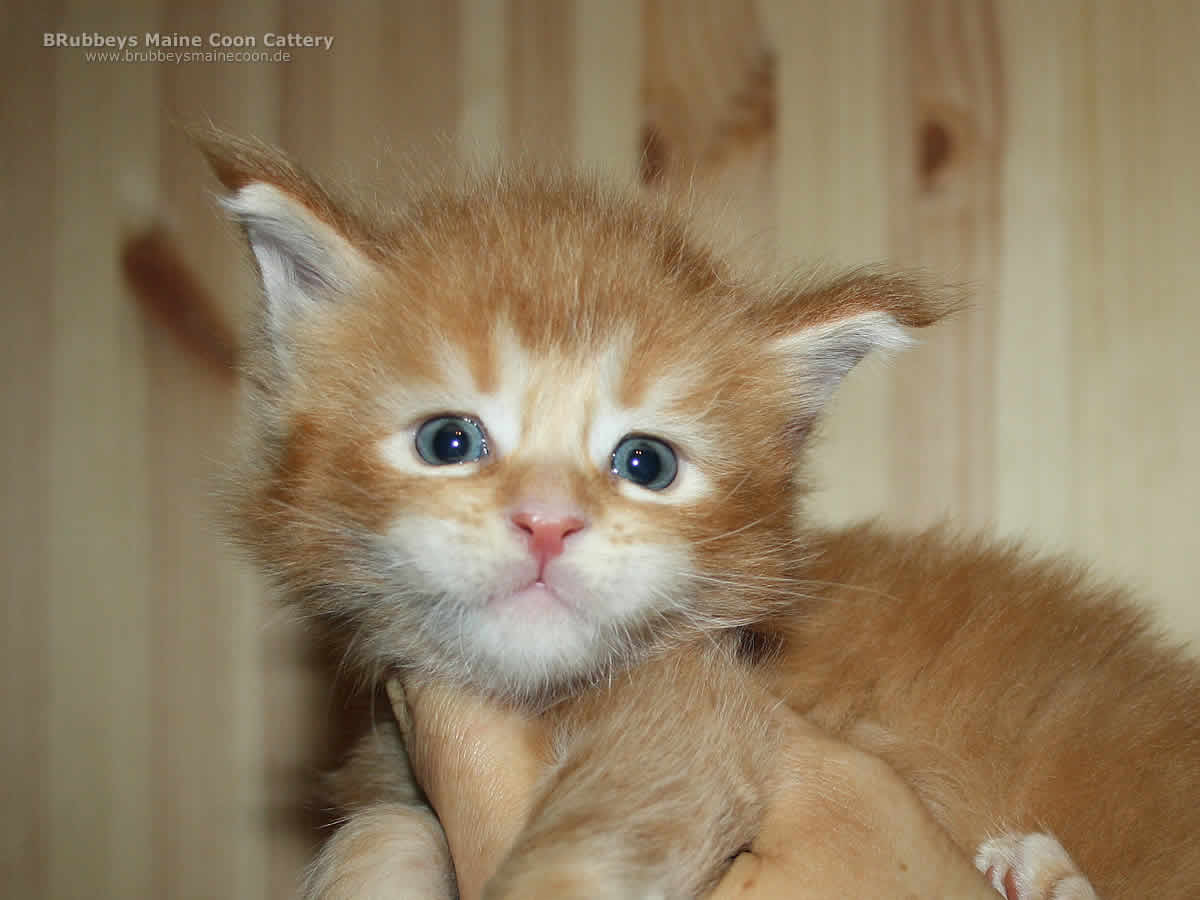Maine Coon Katerchen BRubbeys Blaze