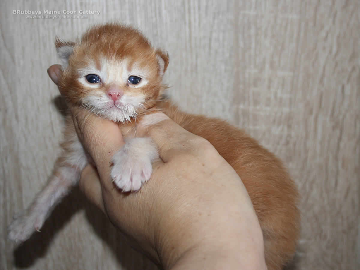 BRubbeys Bonfire Maine Coon Kitten BRubbeys Bonfire