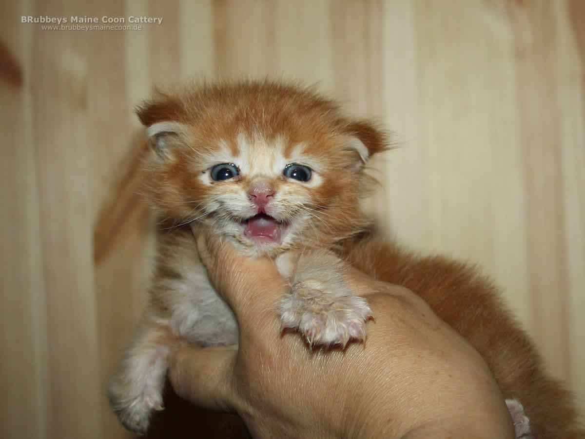 Maine Coon Kitten BRubbeys Bonfire
