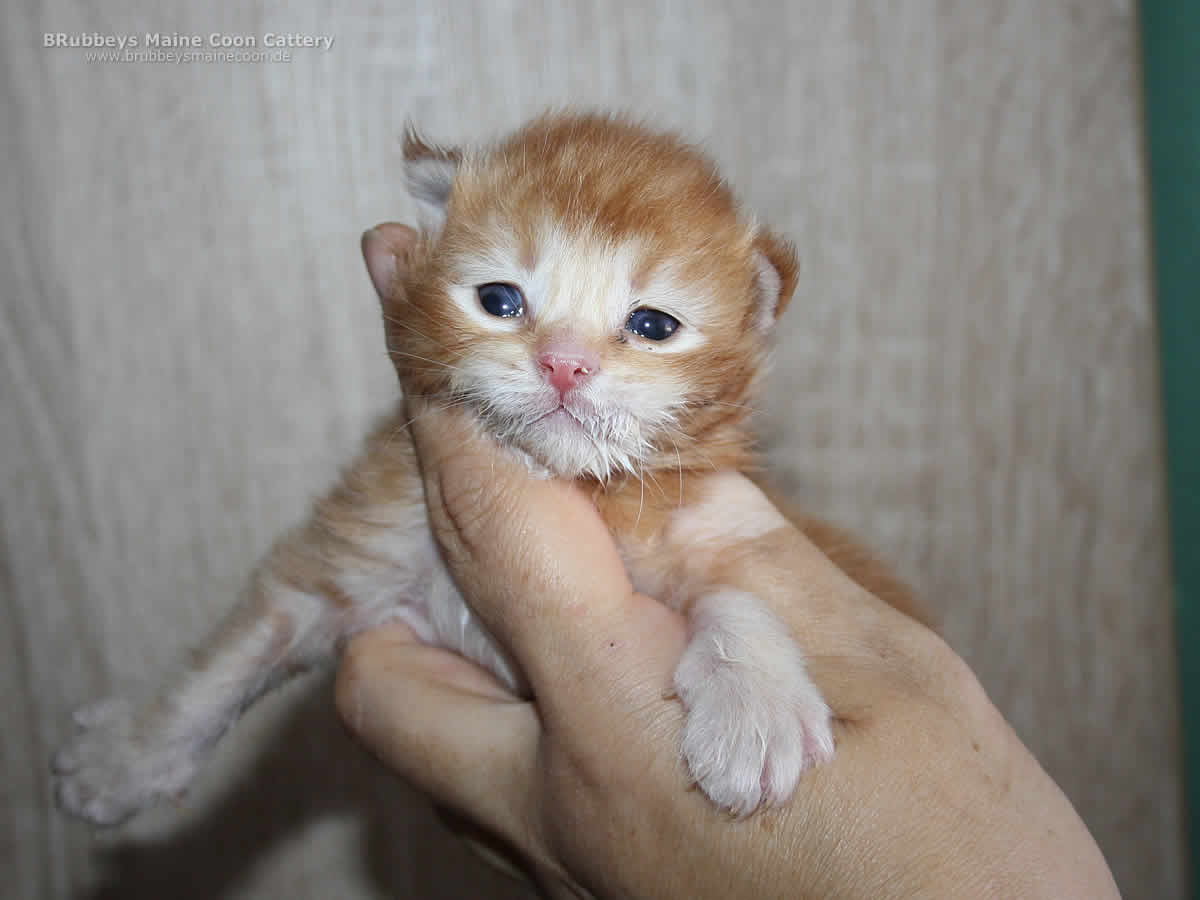 Maine Coon Kitten BRubbeys Bonfire