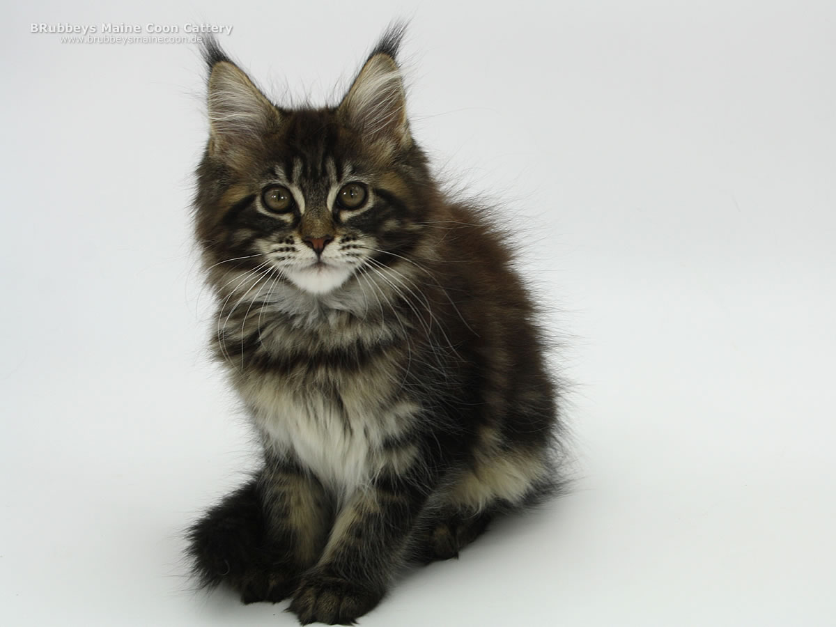 Maine Coon Kitten BRubbeys Rabea, 13 Wochen