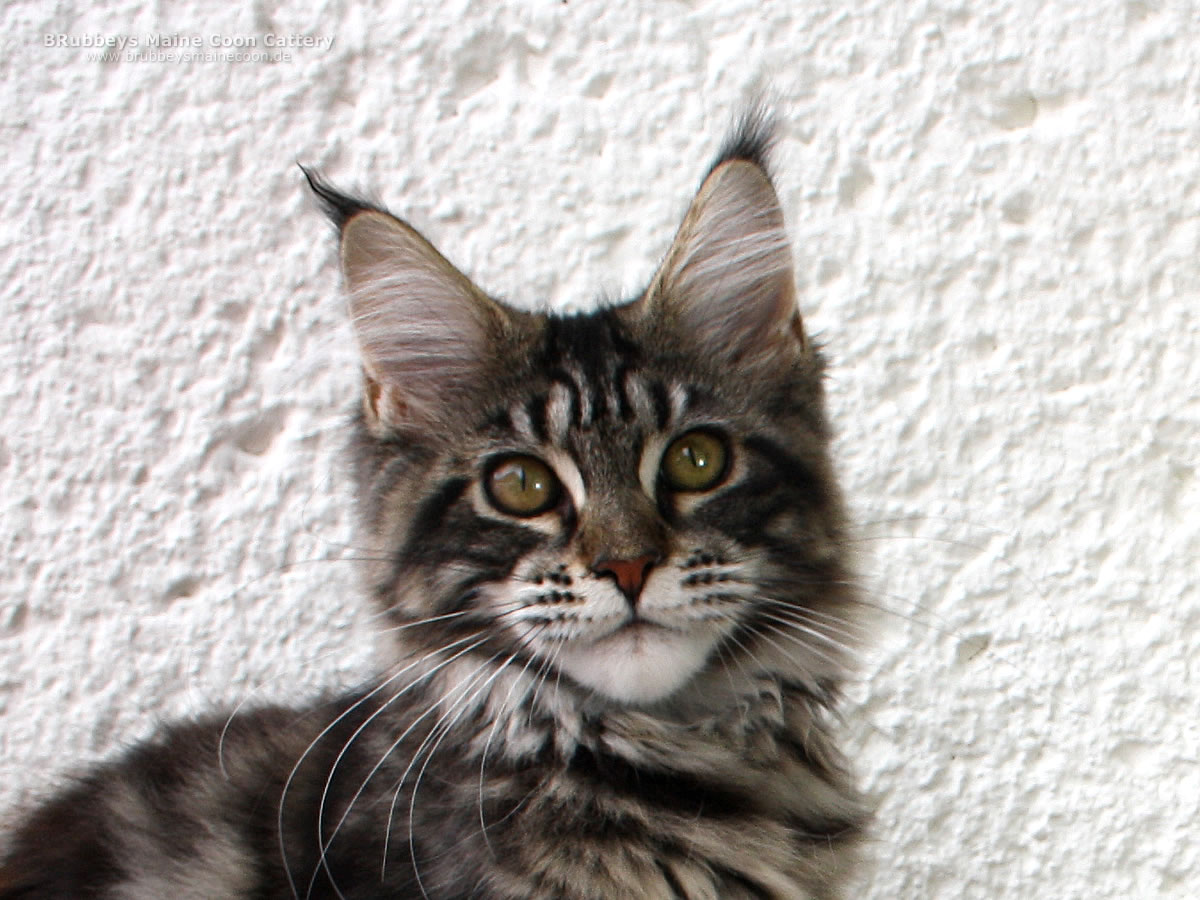 Maine Coon Kitten BRubbeys Rabea, 5 Monate