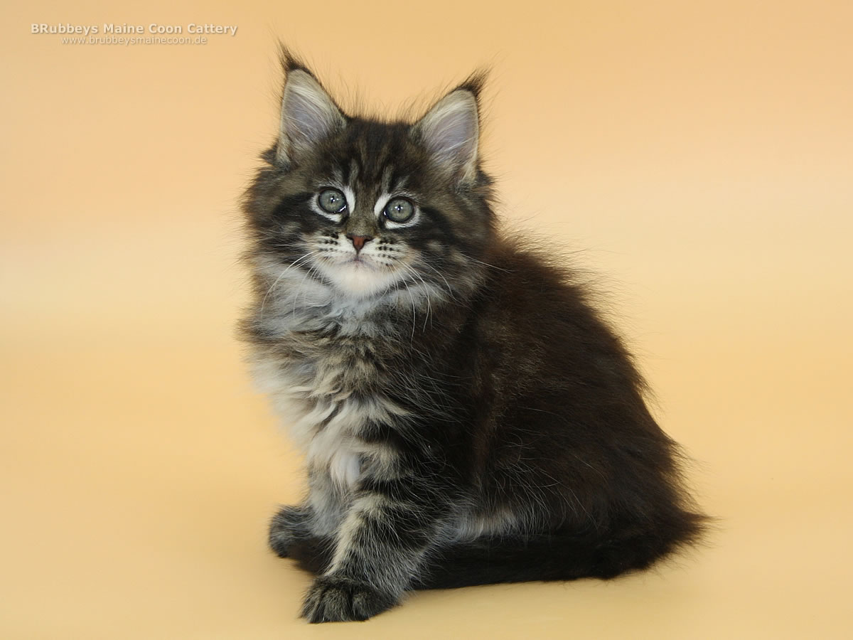 Maine Coon Kitten BRubbeys Rabea 8 Wochen