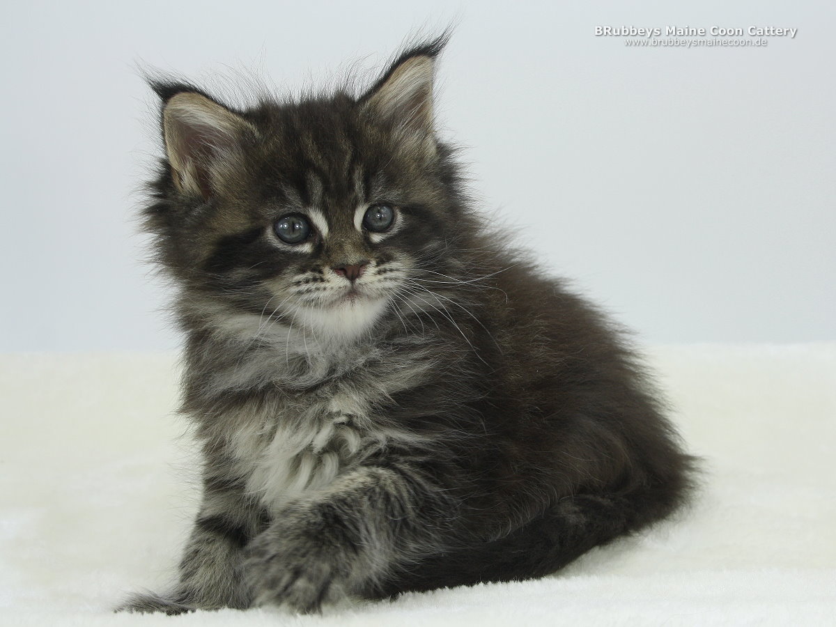 Maine Coon Kitten BRubbeys Rabea 6,5 Wochen