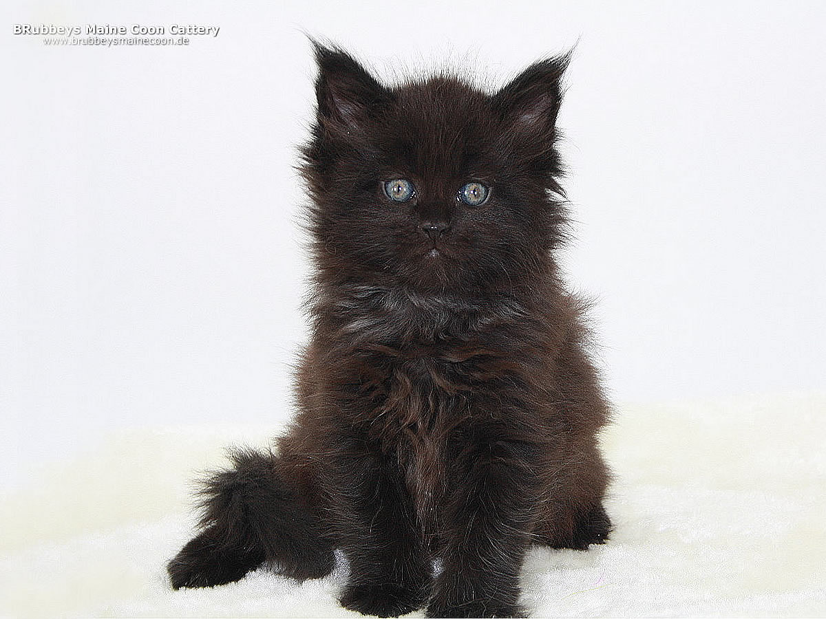 Maine Coon Kitten BRubbeys Rani 6,5 Wochen
