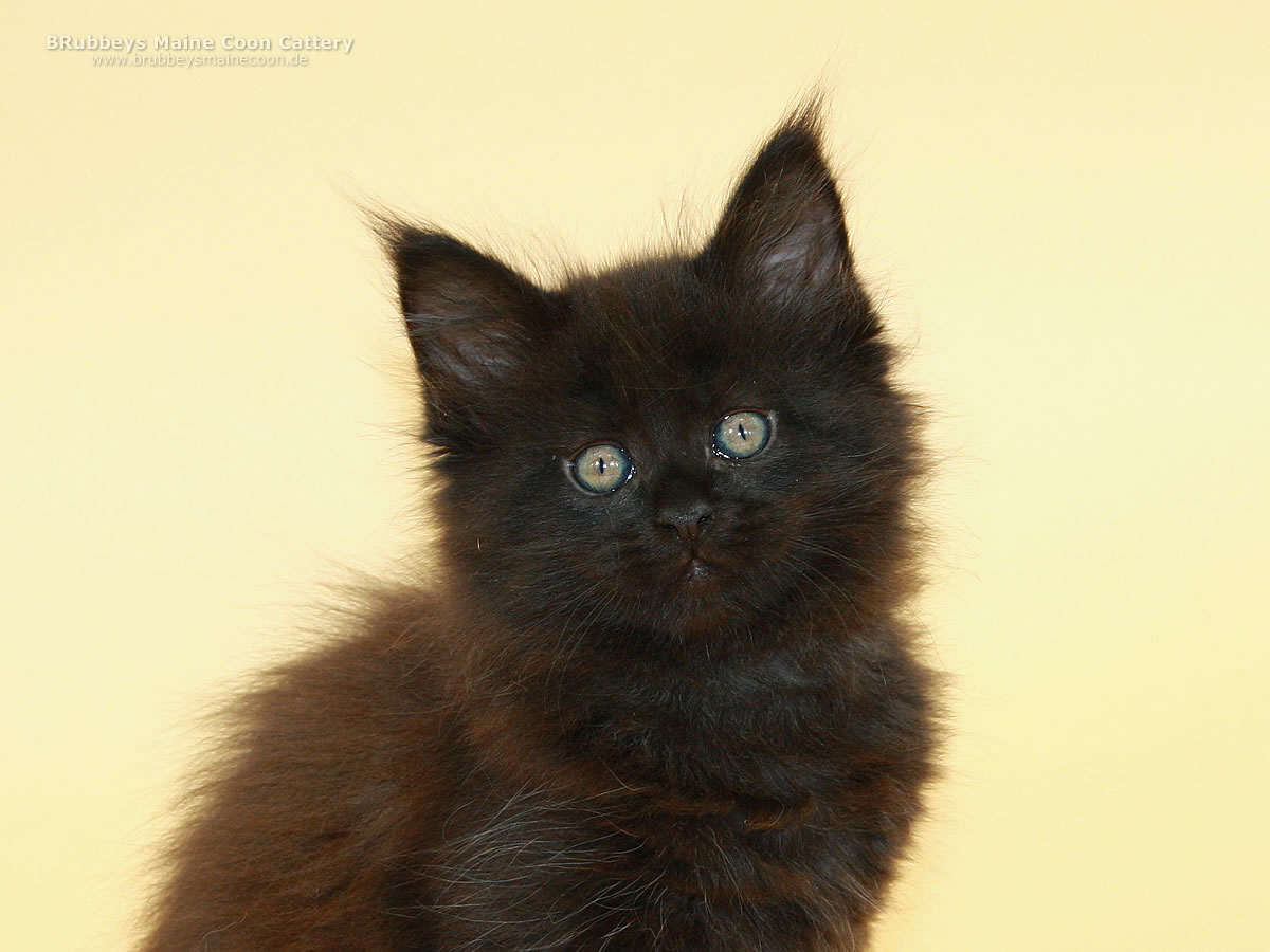 Maine Coon Kitten BRubbeys Rani 8 Wochen