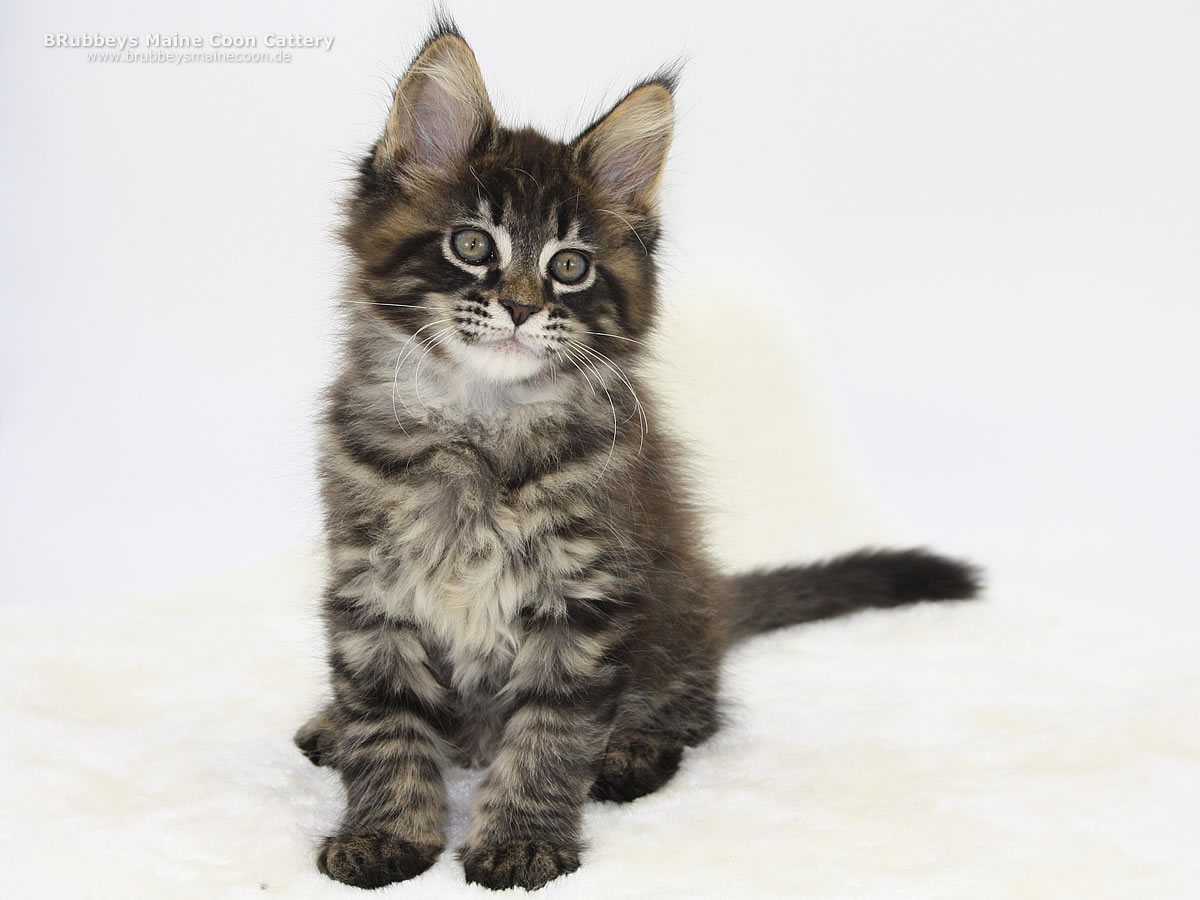 Maine Coon Kitten BRubbeys Rayaan, 10 Wochen