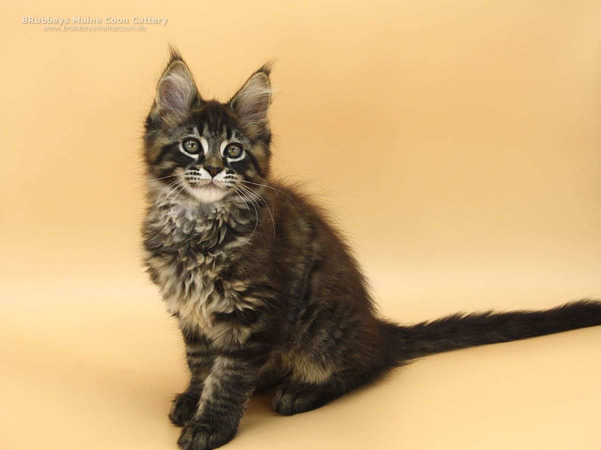 Maine Coon Kitten BRubbeys Rayaan, 12 Wochen