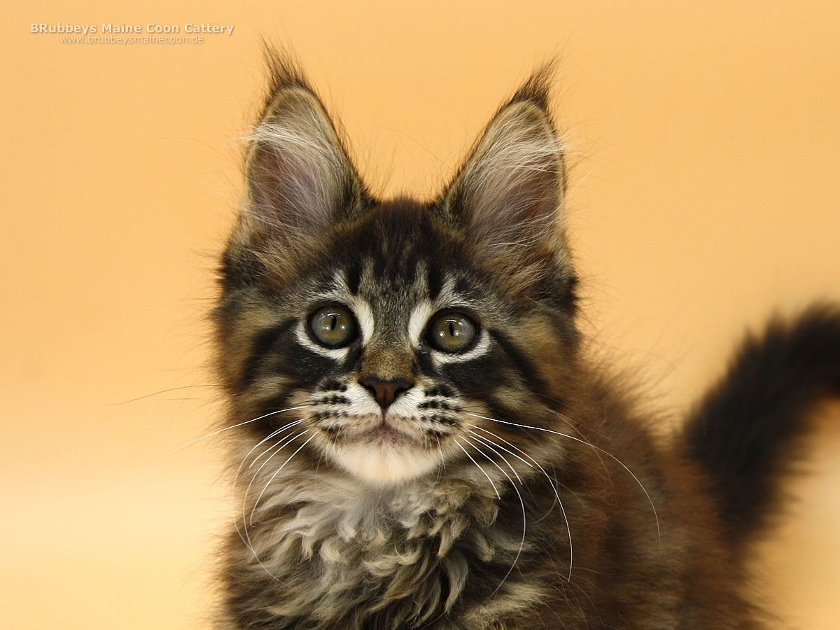 Maine Coon Kitten BRubbeys Rayaan, 12 Wochen